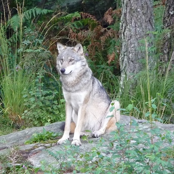 Meet your Posher, Annie - Picture 1 of 1